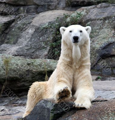 Beautiful Polar Bear