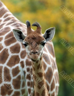 Cute baby Giraffe