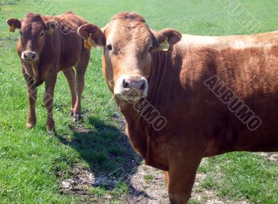 Portrait of brown beef cow