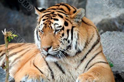 Beautiful Tiger portrait