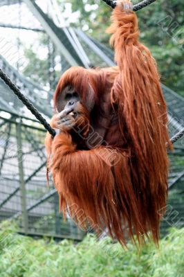 Orangutan Portrait