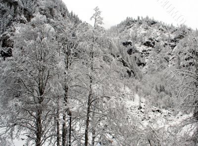 Snowy alpine forest
