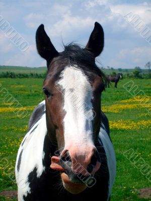 Portrait of Horse in countryside