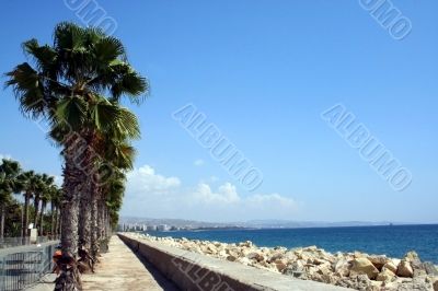 Palm Trees by beach