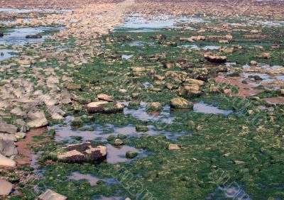 Rocks at low tide