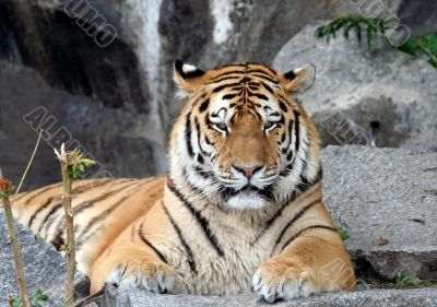 Beautiful Tiger