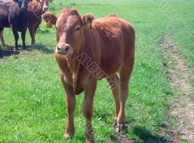 Portrait of brown beef cow
