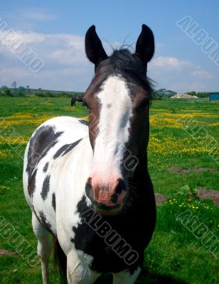 Portrait of Horse in countryside