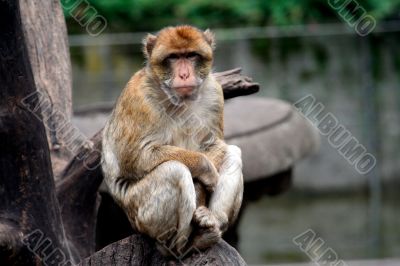 Monkey sat in tree