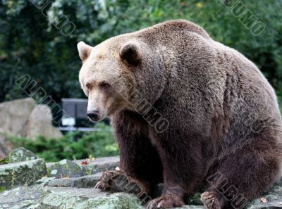 Portrait of Brown Bear