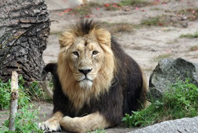 Portrait of sad looking male lion
