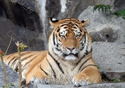 Beautiful Tiger portrait