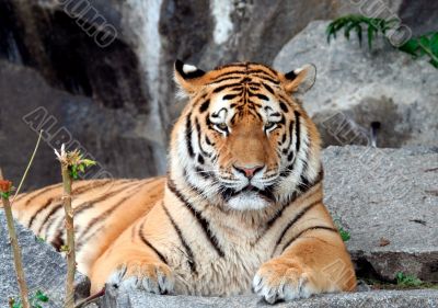 Beautiful Tiger portrait