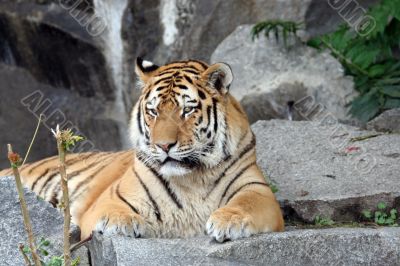 Beautiful Tiger portrait
