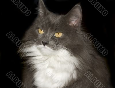 Grey cat on black background