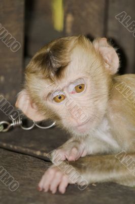 Macaque