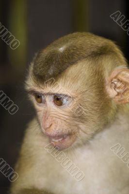 Macaque