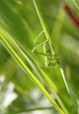 grasshopper