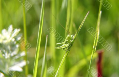 grasshopper