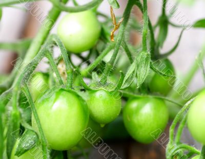 green tomatoes
