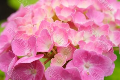 hydrangea