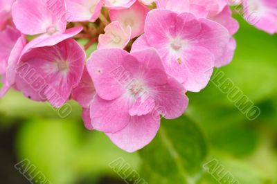 hydrangea