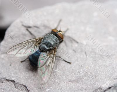 bluebottle on a rock