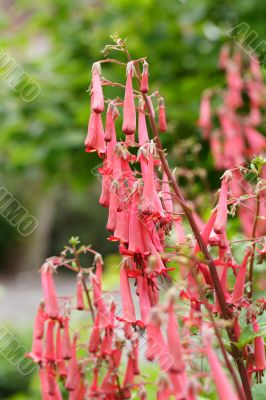 penstemon