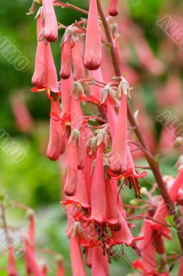 penstemon