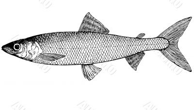 Fish Coregonus autumnalis omul`  illustration