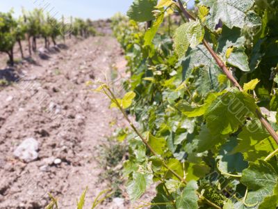 On a vineyard