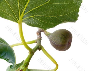Branch of a fig