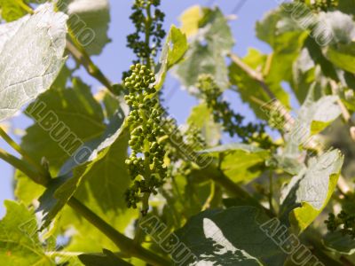 On a vineyard