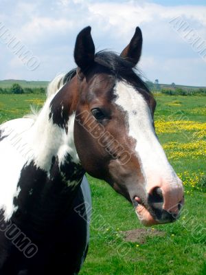 Portrait of horse on farm