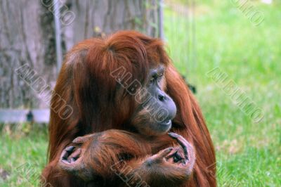 Orangutan portrait