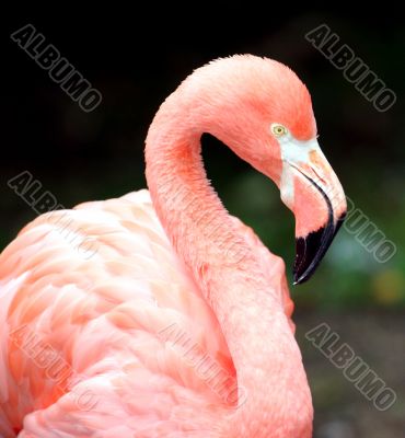 Portrait of a Pink Flamingo