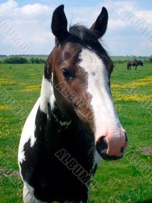 Portrait of horse on farm