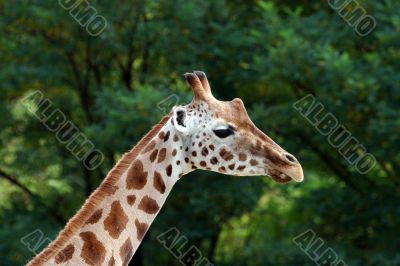 Portraitr of a Giraffe