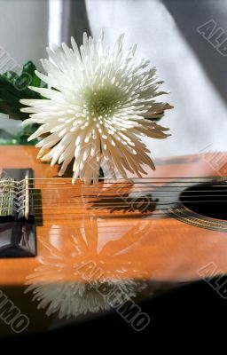 White chrysanthemum and guitar