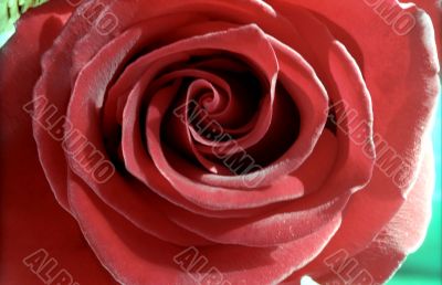 Red rose under the Sun