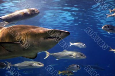 Swimming shark