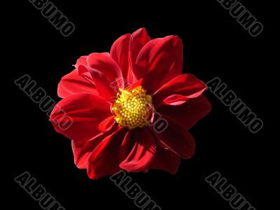 Red Flower