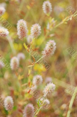 Weeds background