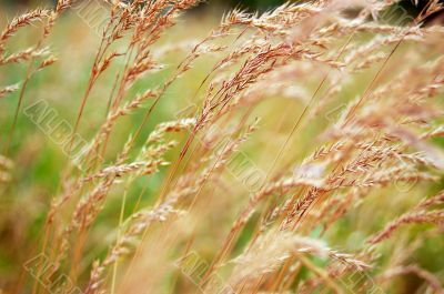 Weeds