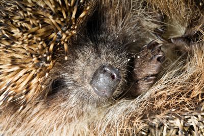 hedgehog`s nose