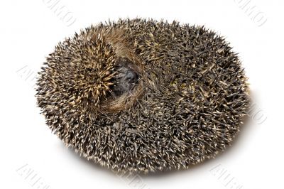 hedgehog