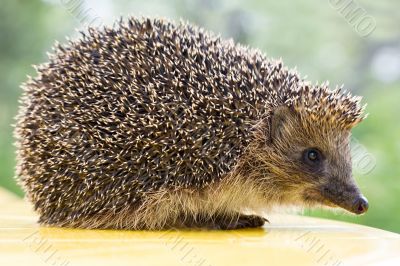 hedgehog