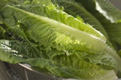 Fresh Romain Lettuce