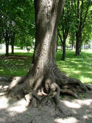 Chaos of old textured tree roots