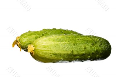 cucumber on white
